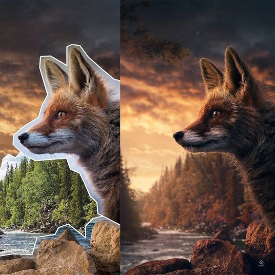 Split-image collage: left shows a fox head cut-out outlined in white over a forested rocky shoreline; right shows a full fox portrait in a sunset river landscape.